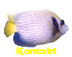 Kontakt