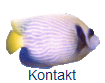 Kontakt
