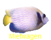 Mietwagen